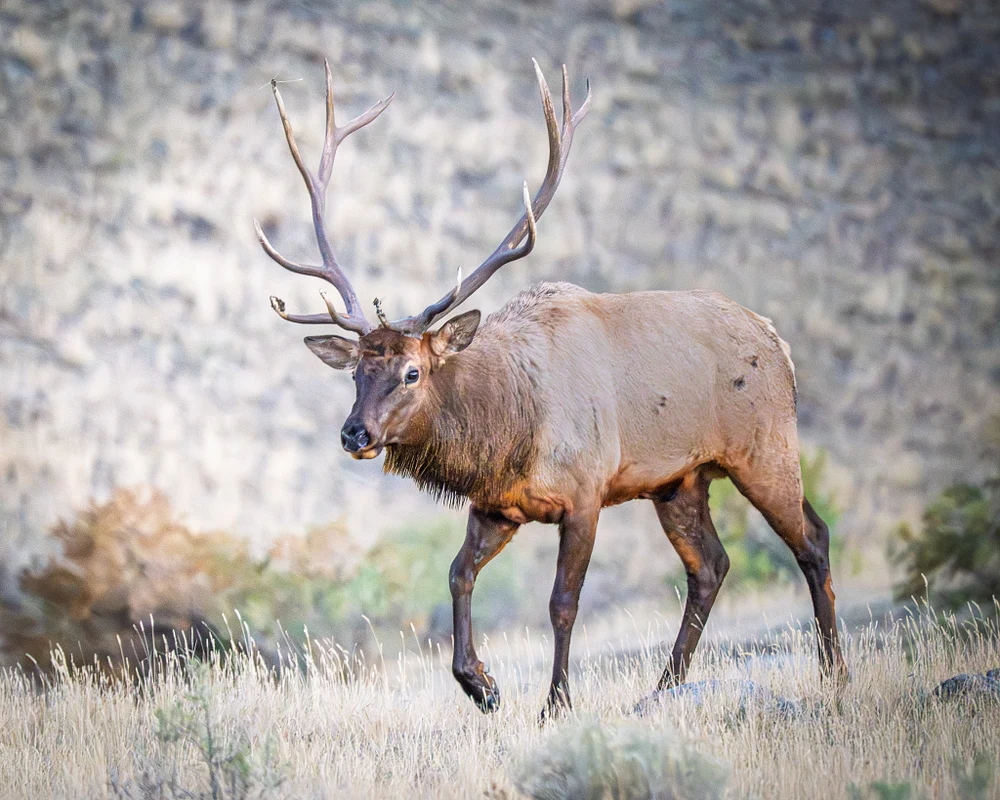 Majestic Elk Roaming in Yellowstone National Park
