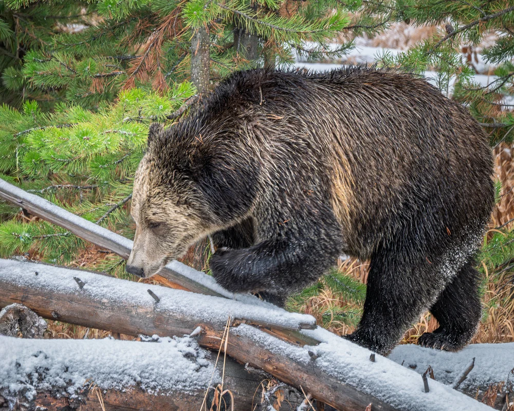 Snow the Grizzly Bear Walking on Snow-Covered Log