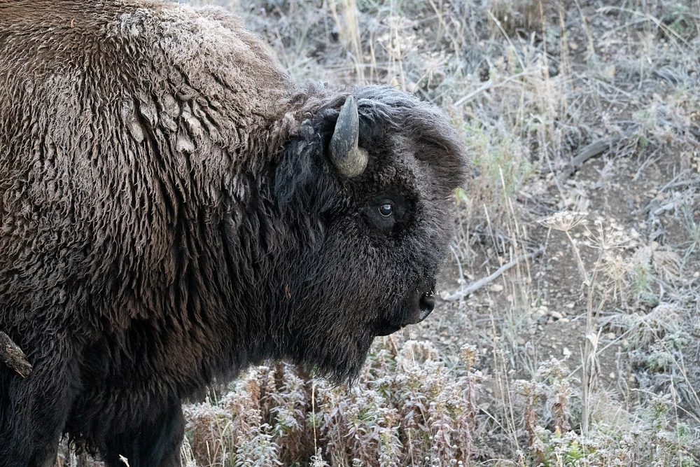 Majestic Bison in Yellowstone National Park