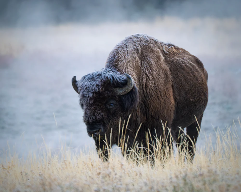 Majestic Bison in Frosty Yellowstone Landscape
