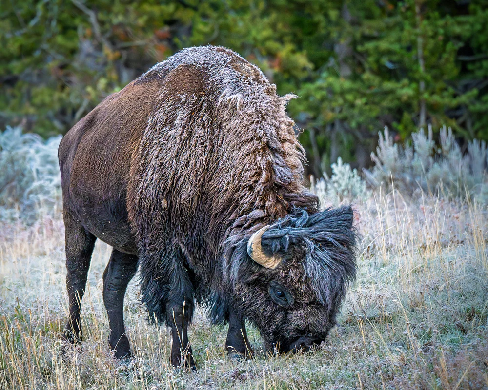 Majestic Bison Grazing in Frosty Yellowstone Landscape