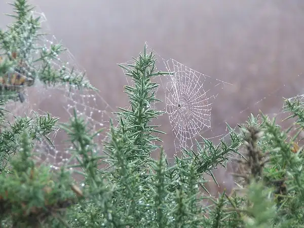 Stoney - spider's web