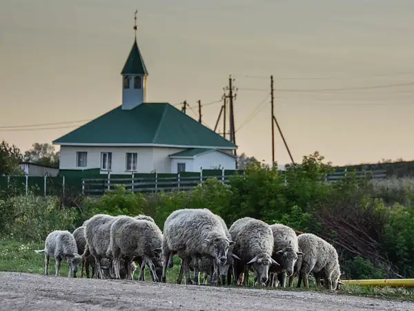 Стадо овец by ArtemKrasnov