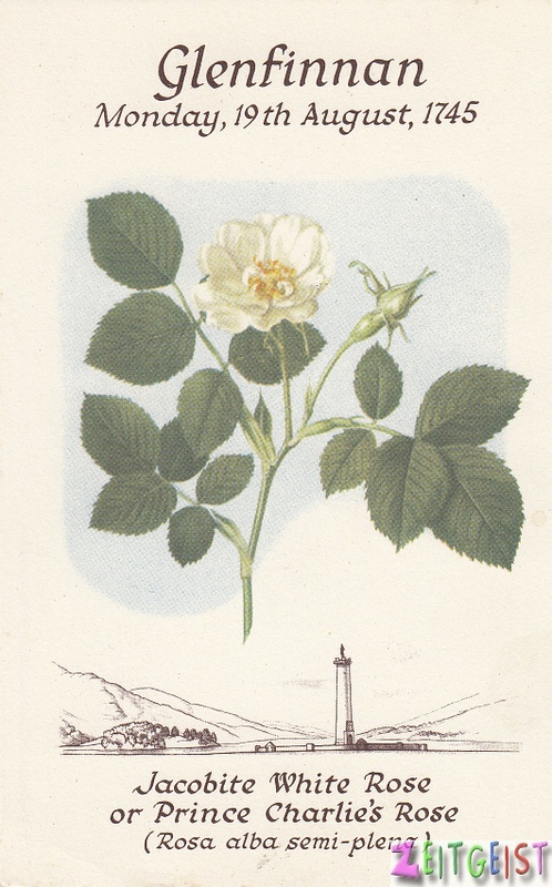 Glenfinnan Prince Charlie's Rose (Jacobite white rose)