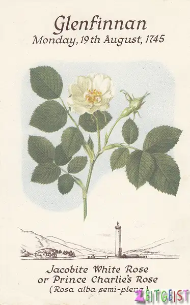 Glenfinnan Prince Charlie's Rose (Jacobite white rose)...
