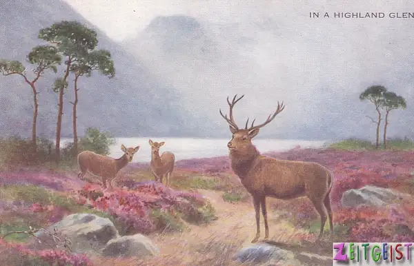 Red deer in a Highland glen by Stuart Alexander Hamilton