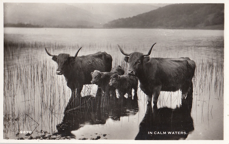 Scottish cows in calm waters