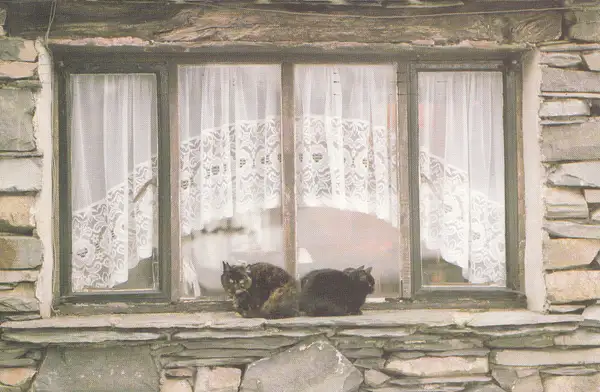 Two cats, Langdale, Lake District by Stuart Alexander...