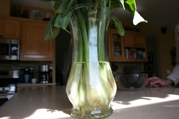 vase by Matthewo6