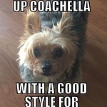Coachella Memes