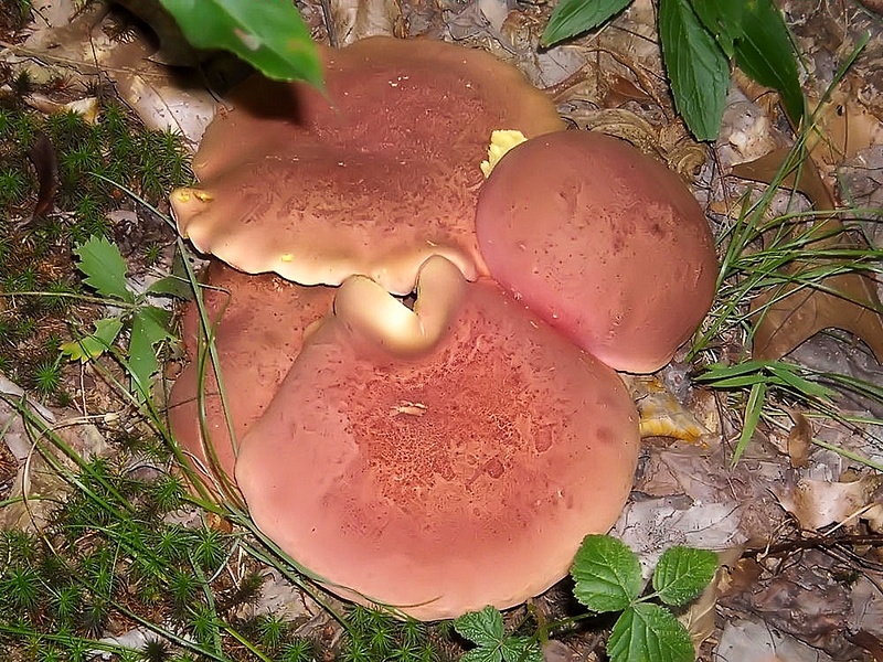 Mushroomsnr