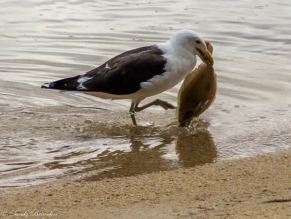 Seagull catch by SandyBrinsdon