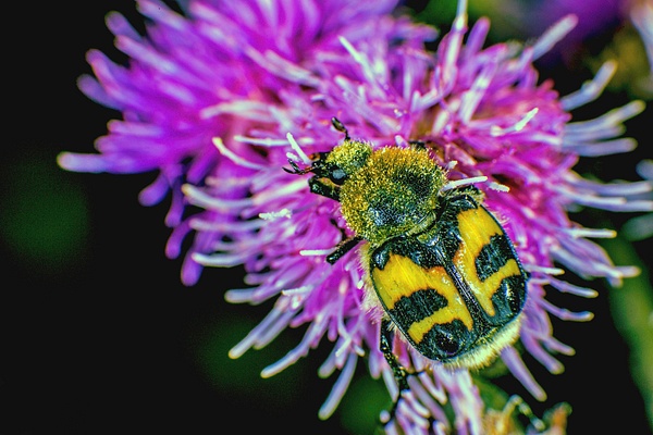 9250389-bee-beetle