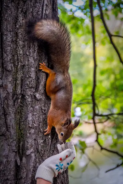 Squirrels by LyudmilaI