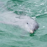 Dolphins, FL April 2015