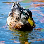Appstate Ducks/ Beacon Heights