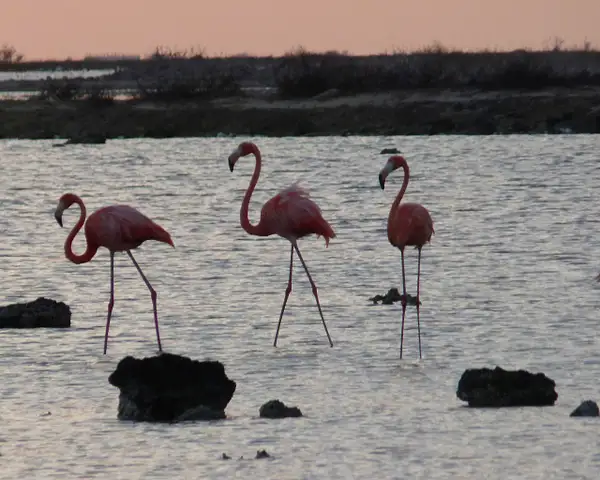 Caribbean Flamingos by EdCerier