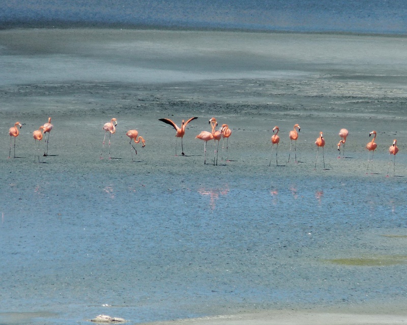 37 Caribbean Flamingos