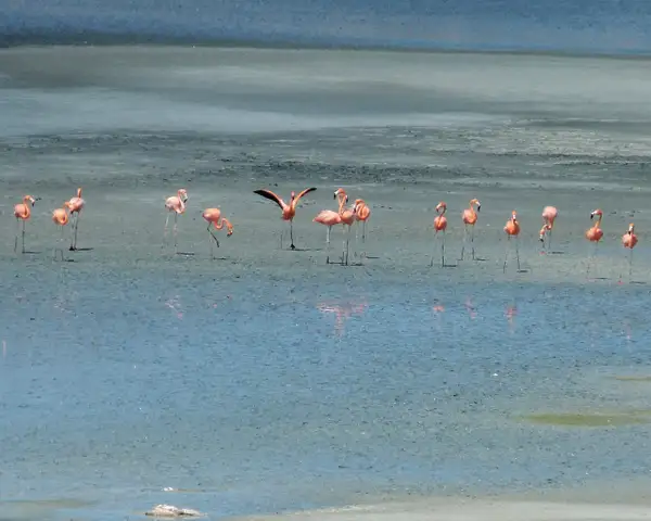 37 Caribbean Flamingos by EdCerier