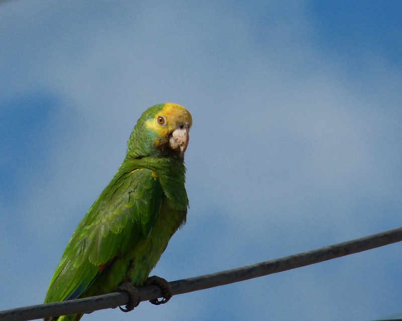 38 Yellow-Shouldered Parrot