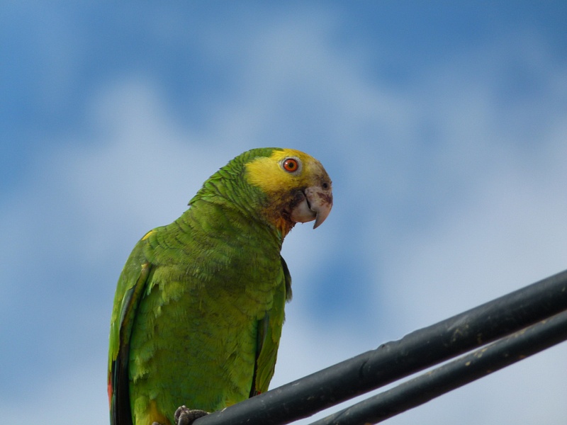 39 Yellow-Shouldered Parrot