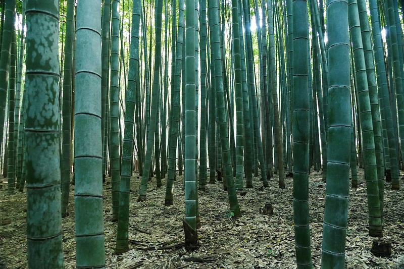 102. Bamboo Forest, Kyoto