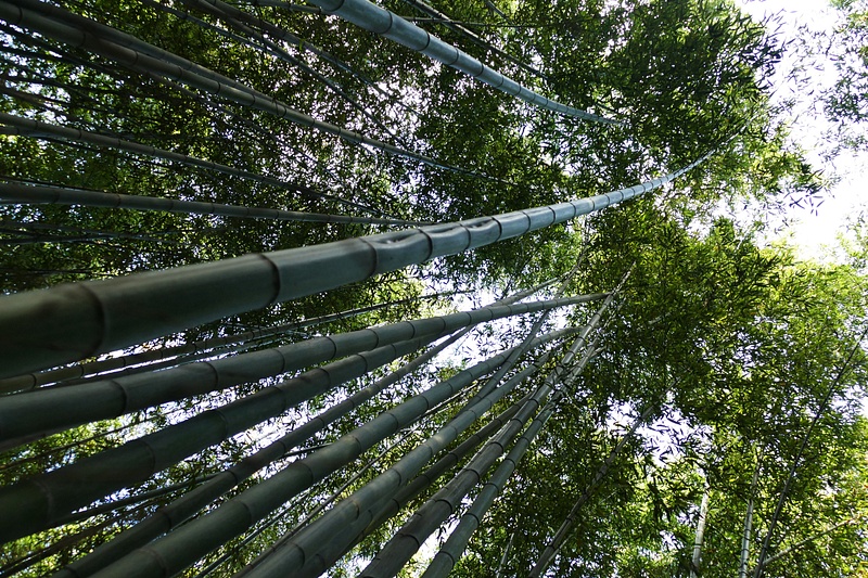 104. Bamboo Forest