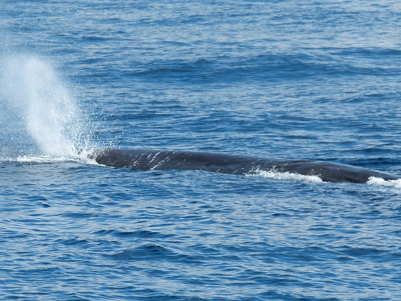 14.  Sperm Whale