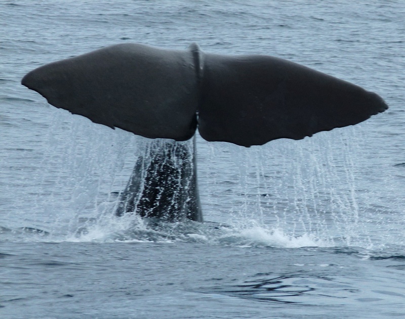 15. Sperm Whale