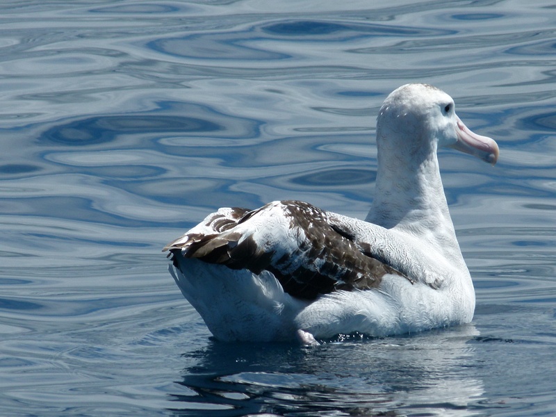 19. Young Wandering Albatross