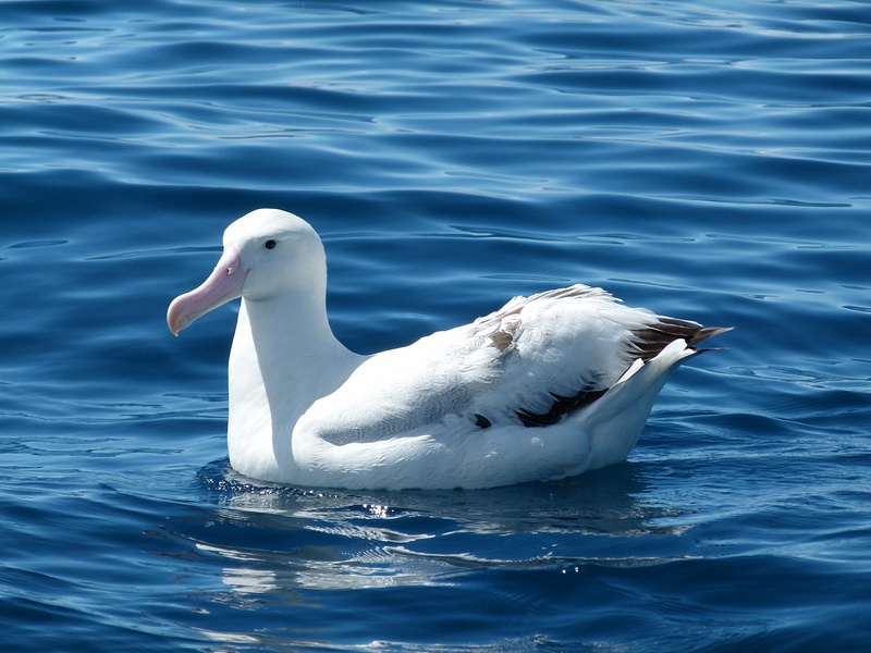 20. Snowy Albatross
