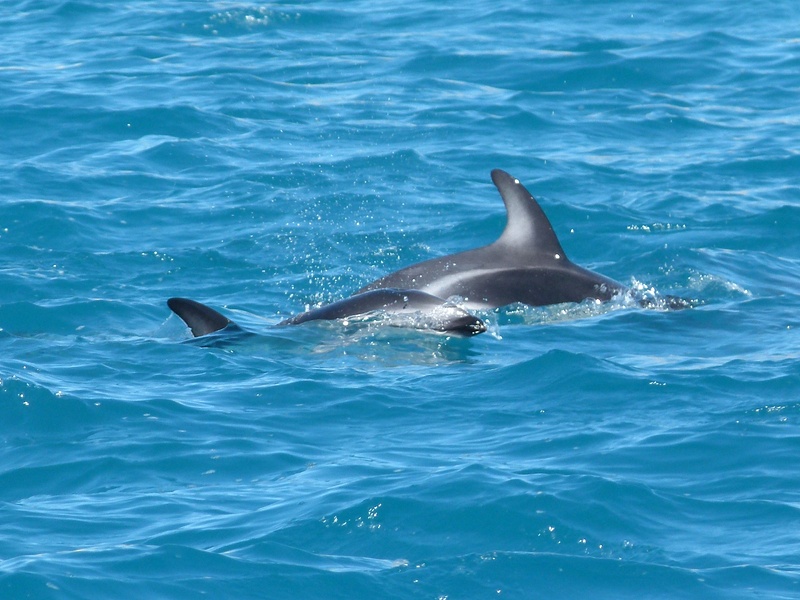 26. Dusky Dolphins