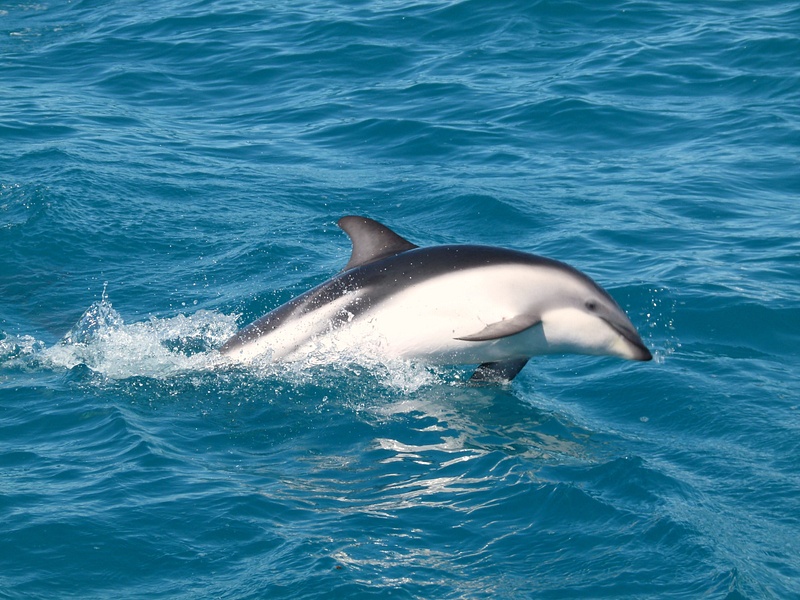 30. Dusky Dolphin