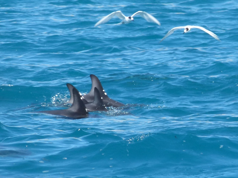 32. Dusky Dolphins
