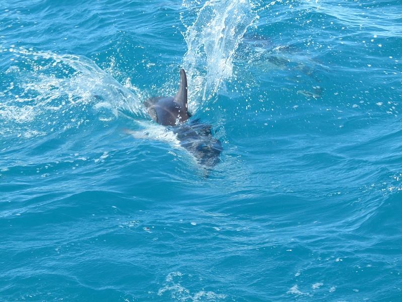 29. Dusky Dolphin