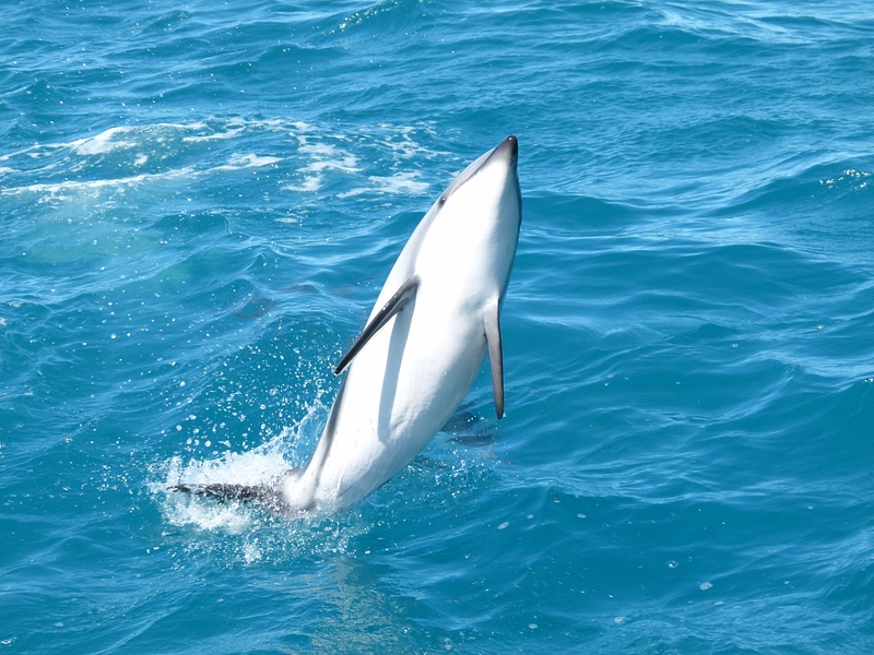 31. Dusky Dolphin