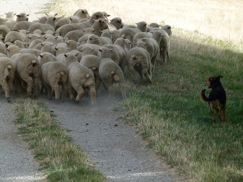52. Herding sheep