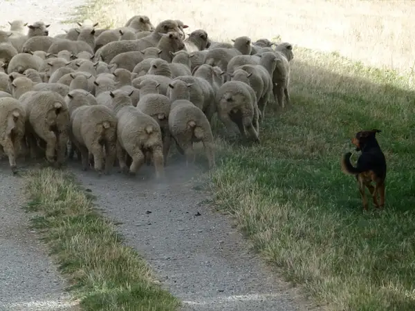 52. Herding sheep by EdCerier