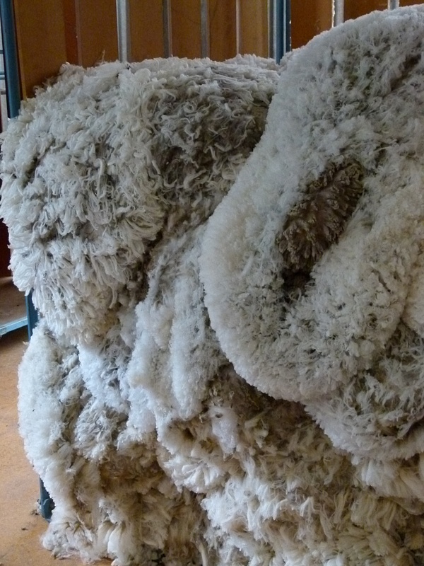 51. Sheep fleece