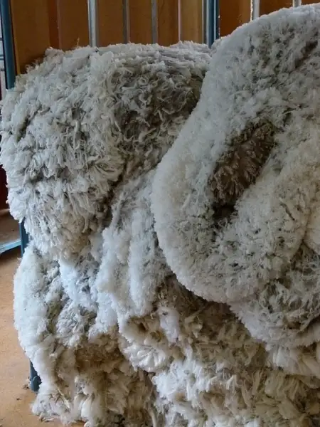 51. Sheep fleece by EdCerier