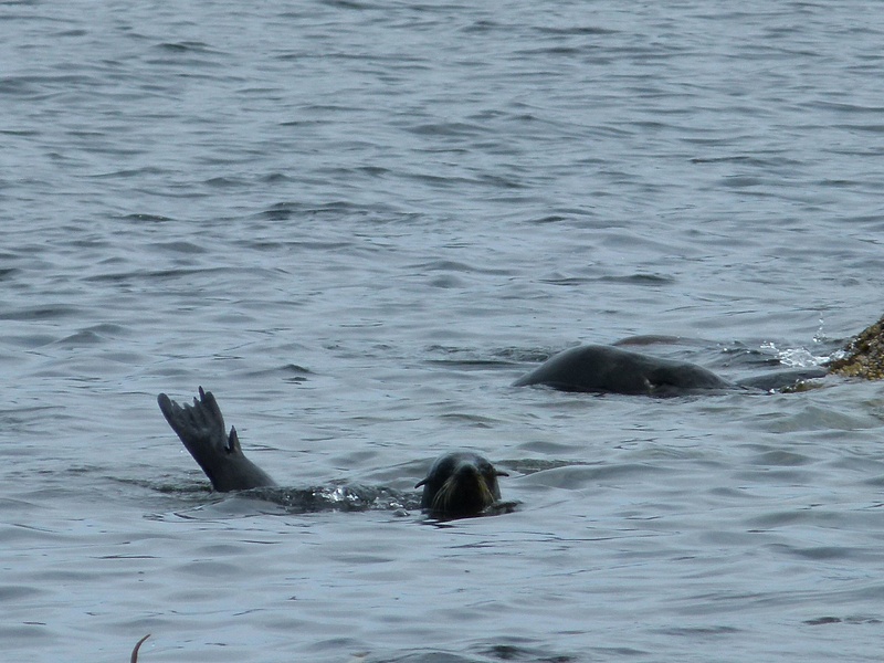 90. New Zealand fur seals
