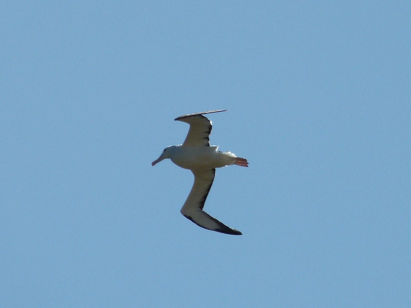109. Royal Albatross