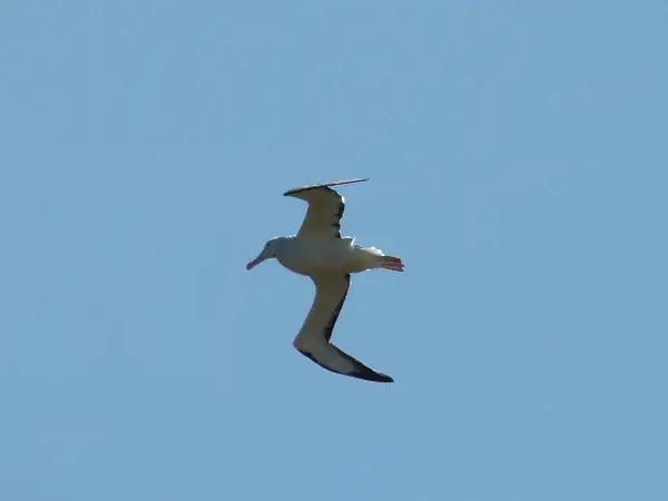 109. Royal Albatross by EdCerier