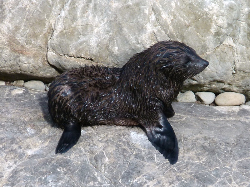 124. Seal pup