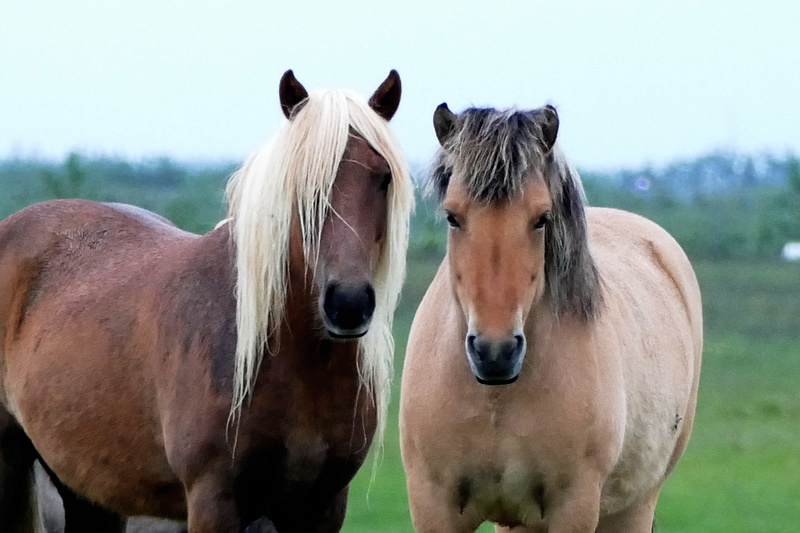 32. Icelandic Horses