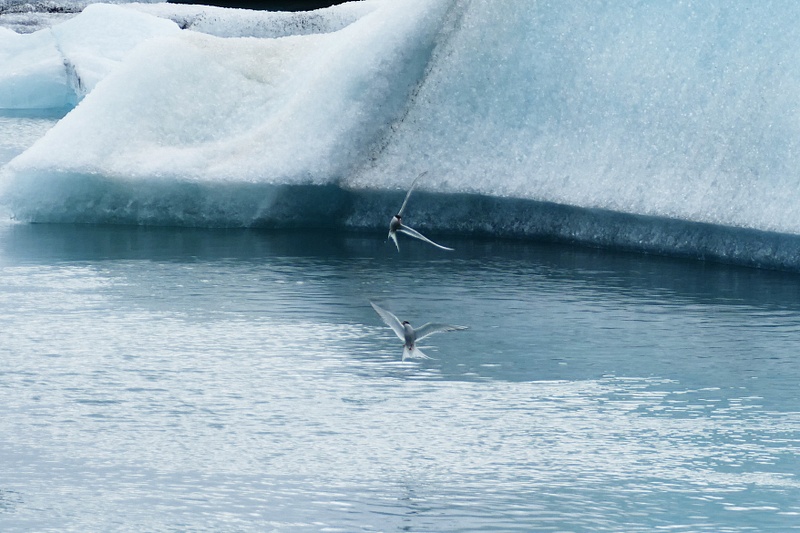 42. Arctic Terns
