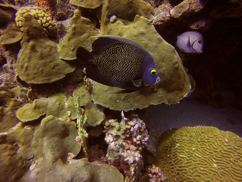 French Angelfish and Blue Tang