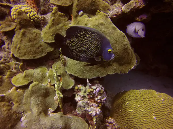 French Angelfish and Blue Tang by EdCerier