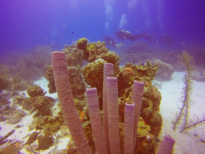 Purple Tube Coral