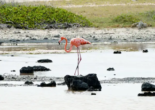 Flamingo by EdCerier